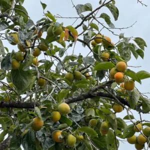 Persimmon Tree Live Plant - 6 To 12 Inches Tall - Quart Pot