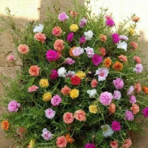 Pink Moss Rose Plant Live 3-5 Inches Hanging Basket Flower
