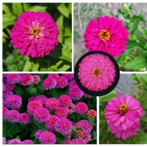 Pink Zinnia Plants Live 4 Inch Pot - Flower Plant for Planting