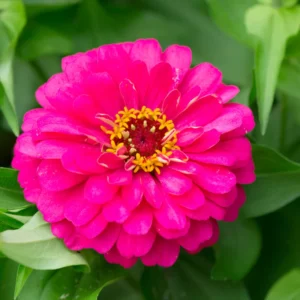 Pink Zinnia Plants Live 4 Inch Pot - Flower Plant for Planting