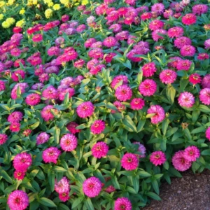 Pink Zinnia Plants Live 4 Inch Pot - Flower Plant for Planting