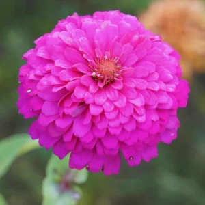 Pink Zinnia Plants Live 4 Inch Pot - Flower Plant for Planting