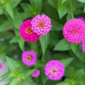 Pink Zinnia Plants Live 4 Inch Pot - Flower Plant for Planting