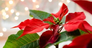 Flowers That Bloom in Winter