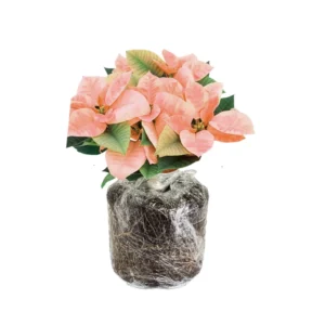 Poinsettia Live Plants Set - Holiday Houseplant Christmas Decorative Flowers