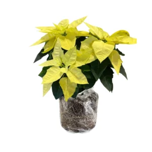 Poinsettia Live Plants Set - Holiday Houseplant Christmas Decorative Flowers