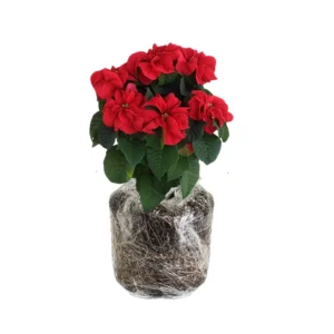 Poinsettia Live Plants Set - Holiday Houseplant Christmas Decorative Flowers
