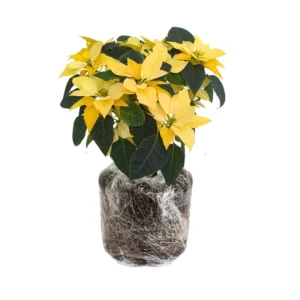 Poinsettia Live Plants Set - Holiday Houseplant Christmas Decorative Flowers