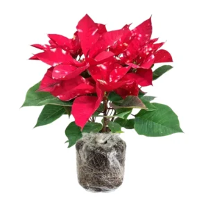 Poinsettia Plant Live 4-8 Inches - Holiday Indoor Houseplant Flowers - No Pot