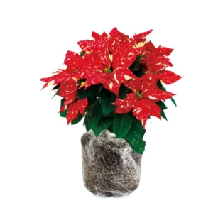 Poinsettia Plant Live 4-8 Inches - Holiday Indoor Houseplant Flowers - No Pot