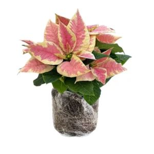 Poinsettia Plant Live 4-8 Inches - Holiday Indoor Houseplant Flowers - No Pot