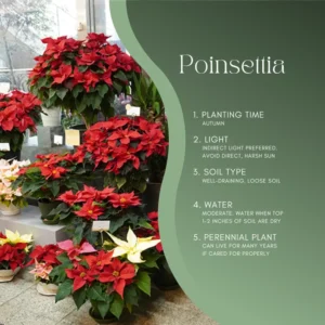 Poinsettia Plant Live 4-8 Inches - Holiday Indoor Houseplant Flowers - No Pot