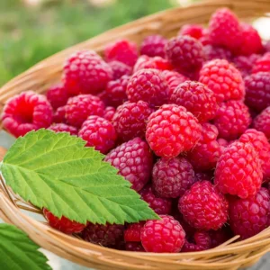 Raspberry Plants Live - Cold Hardy Raspberry Bushes Ready to Plant - Various Varieties