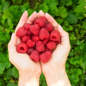 Raspberry Plants Live - Cold Hardy Raspberry Bushes Ready to Plant - Various Varieties