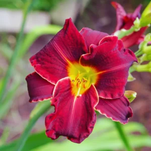 Red Daylily Bulbs - 3 Pack Annual Flower Plant Bulbs for Planting Outdoors