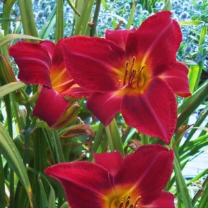 Red Daylily Bulbs - 3 Pack Annual Flower Plant Bulbs for Planting Outdoors