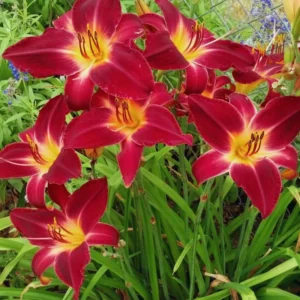 Red Daylily Bulbs - 3 Pack Annual Flower Plant Bulbs for Planting Outdoors
