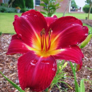 Red Daylily Bulbs - 3 Pack Annual Flower Plant Bulbs for Planting Outdoors
