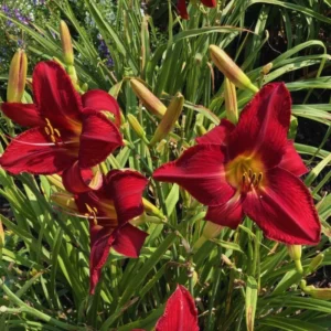 Red Daylily Bulbs - 3 Pack Annual Flower Plant Bulbs for Planting Outdoors