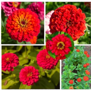 Red Zinnia Plants Live, 4 Inch Pot, Flower Plant for Planting
