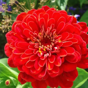Red Zinnia Plants Live, 4 Inch Pot, Flower Plant for Planting