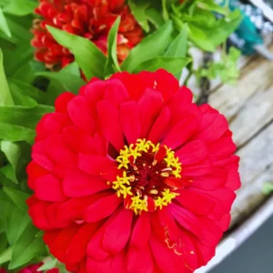Red Zinnia Plants Live, 4 Inch Pot, Flower Plant for Planting