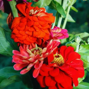 Red Zinnia Plants Live, 4 Inch Pot, Flower Plant for Planting