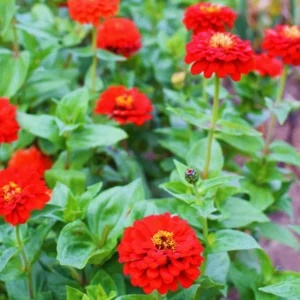 Red Zinnia Plants Live, 4 Inch Pot, Flower Plant for Planting