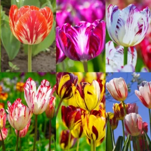 Rembrandt Tulip Bulbs Mix - 20 Large Flower Bulbs for Spring Planting Garden