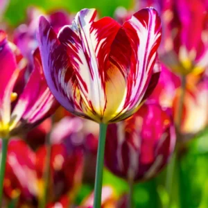 Rembrandt Tulip Bulbs Mix - 20 Large Flower Bulbs for Spring Planting Garden