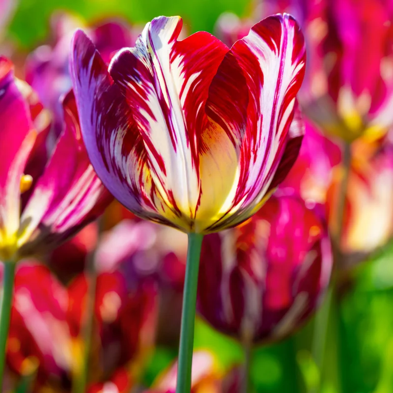 Rembrandt Tulip Bulbs Mix - 20 Large Flower Bulbs for Spring Planting Garden