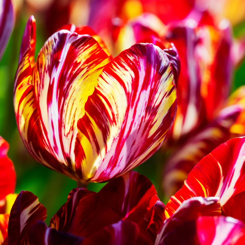 Rembrandt Tulip Bulbs Mix - 20 Large Flower Bulbs for Spring Planting Garden