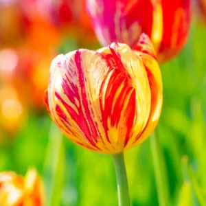 Rembrandt Tulip Bulbs Mix - 20 Large Flower Bulbs for Spring Planting Garden