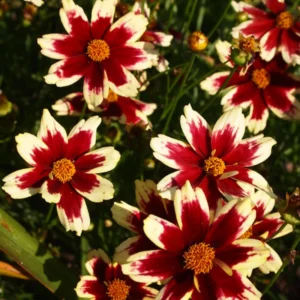 Ruby Coreopsis Plugs 3-5 Inch Vibrant Blooms for Your Garden