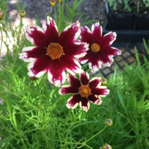 Ruby Coreopsis Plugs 3-5 Inch Vibrant Blooms for Your Garden