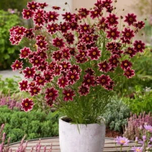 Ruby Coreopsis Plugs 3-5 Inch Vibrant Blooms for Your Garden