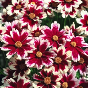 Ruby Coreopsis Set - 2 Plugs 3-5'' Tall - Red Flower Plants