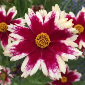 Ruby Coreopsis Set - 2 Plugs 3-5'' Tall - Red Flower Plants
