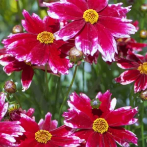 Ruby Coreopsis Set - 2 Plugs 3-5'' Tall - Red Flower Plants