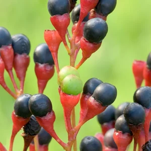 Sassafras Trees Live Plants - 2 Potted Trees - Outdoor Planting