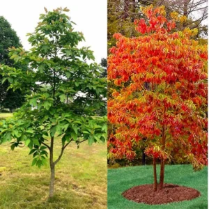 Sassafras Trees Live Plants - 2 Potted Trees - Outdoor Planting