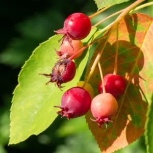 Serviceberry Live Plant Tree - Cold Hardy, Quart Pot, 12-18 Inch Tall - Ready to Plant