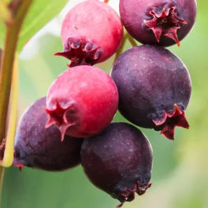 Serviceberry Tree Live Plant - 12-18 Inch Quart Pot - Hardy Shrub