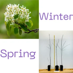 Serviceberry Tree Live Plant - 12-18 Inch Quart Pot - Hardy Shrub