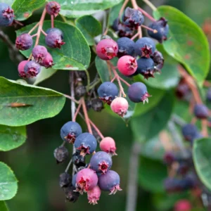 Serviceberry Tree Live Plant - 12-18 Inch Quart Pot - Hardy Shrub