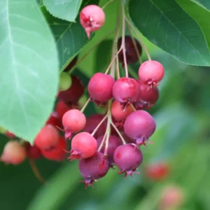 Serviceberry Tree Live Plant - 12-18 Inch Quart Pot - Hardy Shrub
