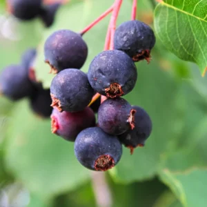 Serviceberry Tree Live Plant - 12-18 Inch Quart Pot - Hardy Shrub