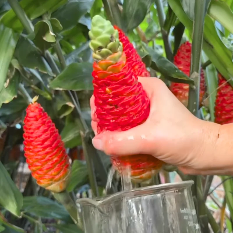 Shampoo Ginger Plant Rhizomes - 10 Count Wild Awapuhi Zingiber Zerumbet - Zones 9-11