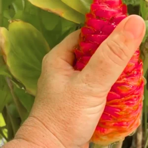 Shampoo Ginger Plant Rhizomes - 10 Count Wild Awapuhi Zingiber Zerumbet - Zones 9-11