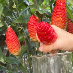 Shampoo Ginger Plant Rhizomes - 10 Count Wild Awapuhi Zingiber Zerumbet - Zones 9-11